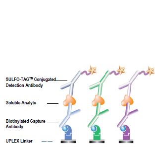 Assay Format &ldquo;A&rdquo; for soluble analytes: e.g. CEA, CD73, Albumin